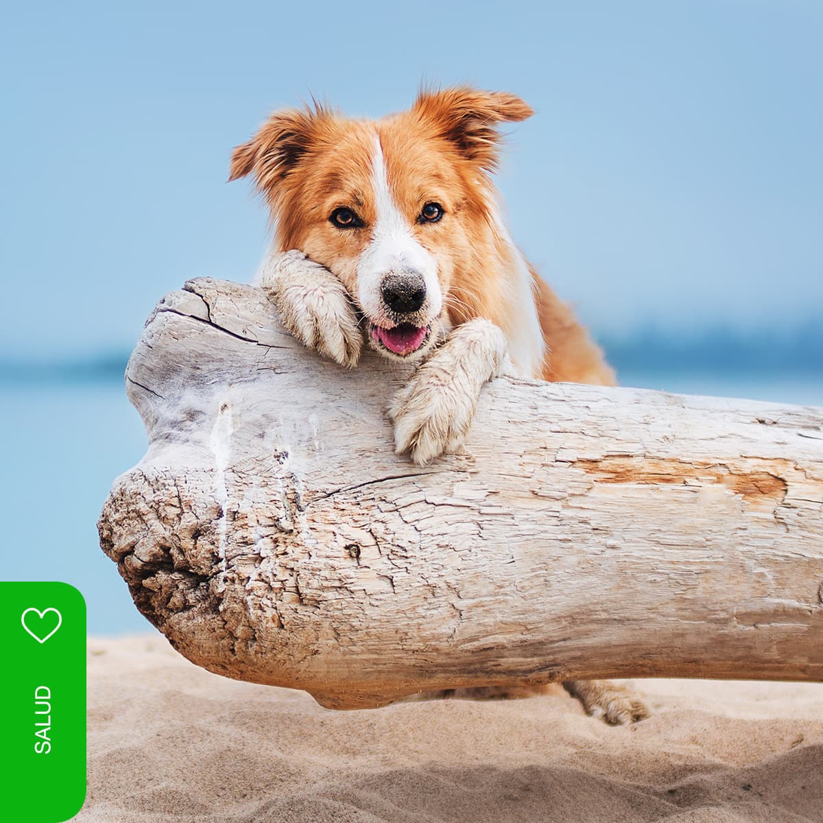 Desgaste articular en animales