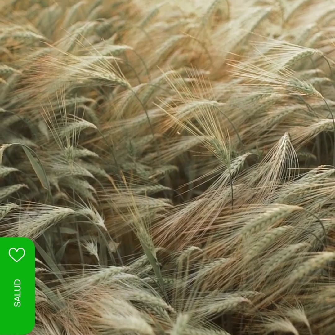 ¿Qué son las alergias alimentarias?