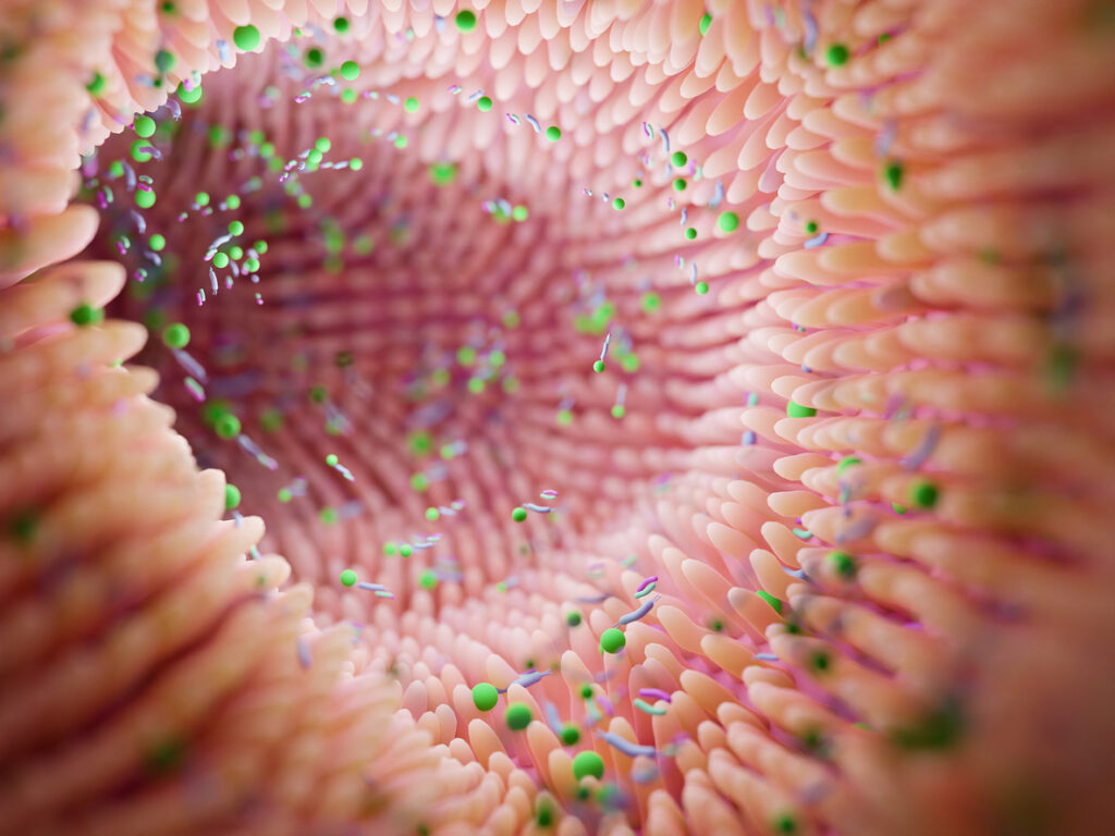 Representación de una microbiota intestinal equilibrada que ayuda a fortalecer las defensas y prevenir enfermedades.