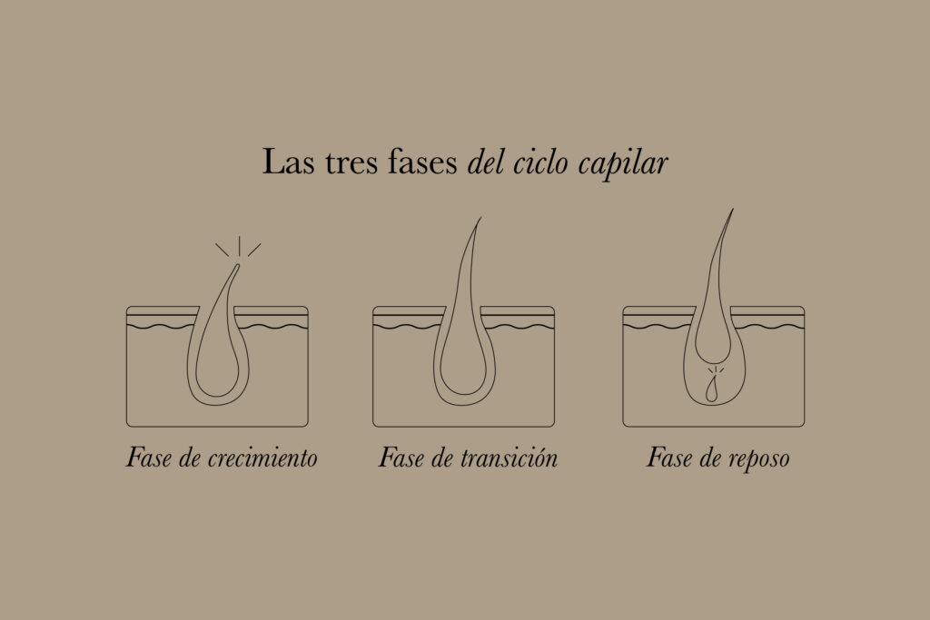 Ilustración que representa las tres fases del ciclo capilar: crecimiento, transición y reposo, claves para entender la caída estacional del cabello.